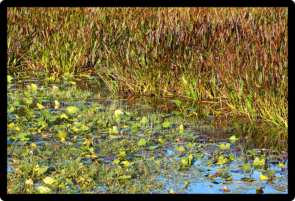 Wetland vegetation background from central Florida.