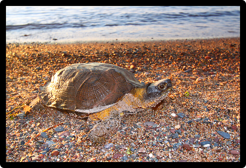 Female Wood Turtle (Glyptemys insculpta) looking for a nesting site on a beach in Michigan.
