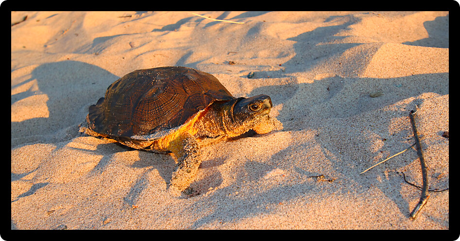 Female Wood Turtle (Glyptemys insculpta) looking for a nesting site on a beach in Michigan.