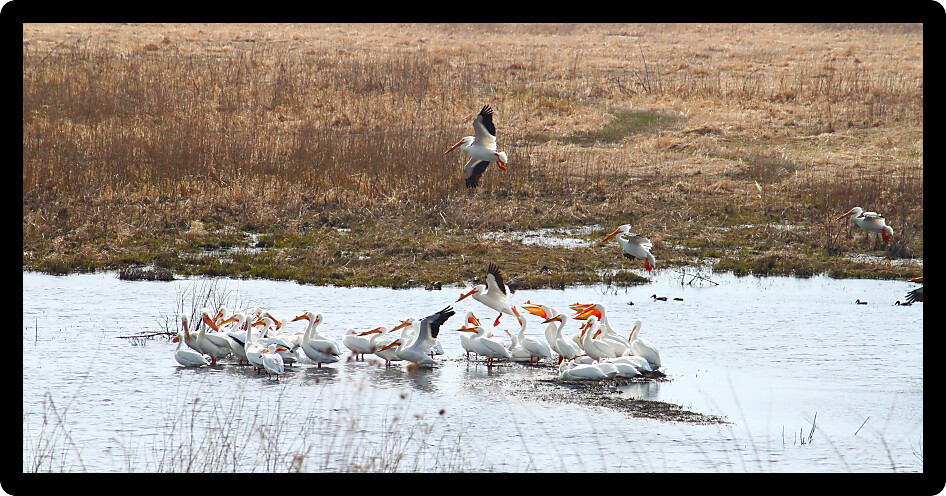 American White Pelicans (Pelecanus erythrorhynchos) take up temporary residence in northern Illinois on a cool spring day.