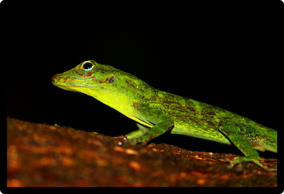Anole out on a rainy day in the tropical forests of Puerto Rico.