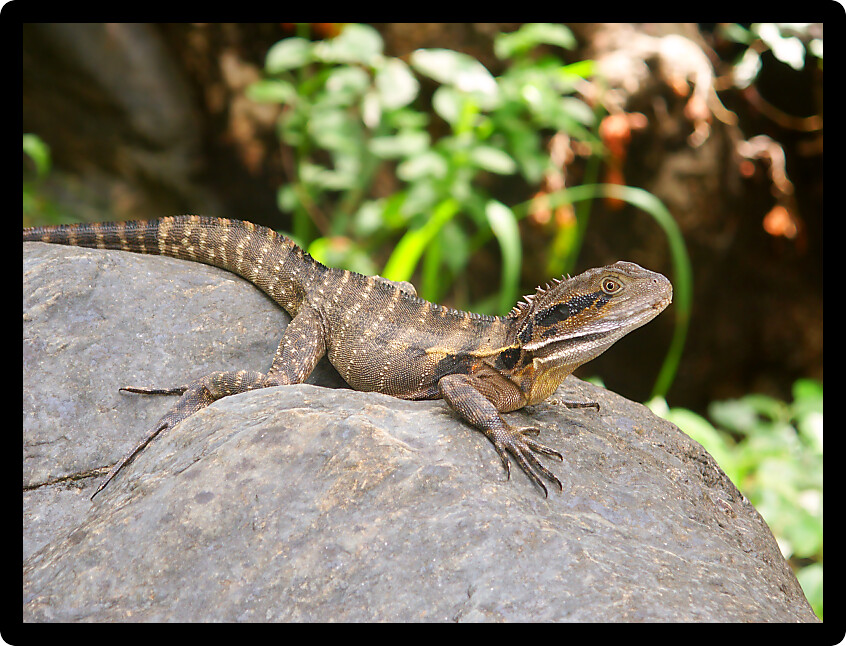 Australian Water Dragon (Physignathus lesueurii) basks on a rock in Queensland Australia.