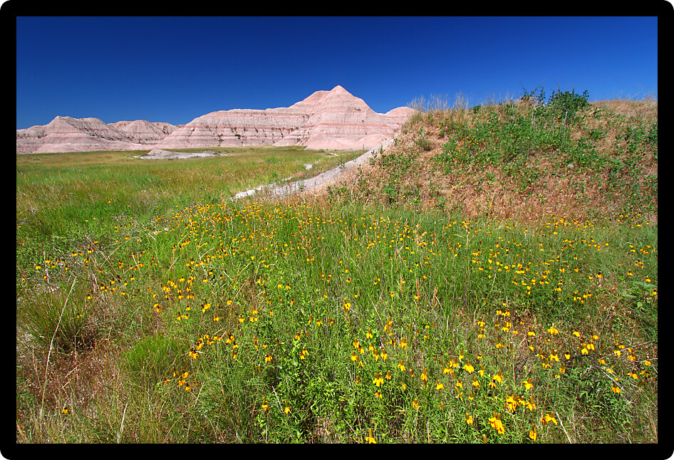 Wildflowers sway in the wind at the Conata Basin of Badlands National Park in South Dakota.
