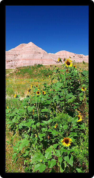 Scenery of the Conata Basin in Badlands National Park of South Dakota.