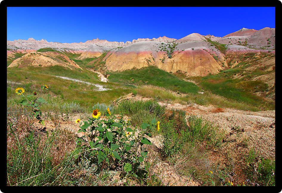 Wildflowers grow against a backdrop of colorful mountains in the Badlands National Park of South Dakota.