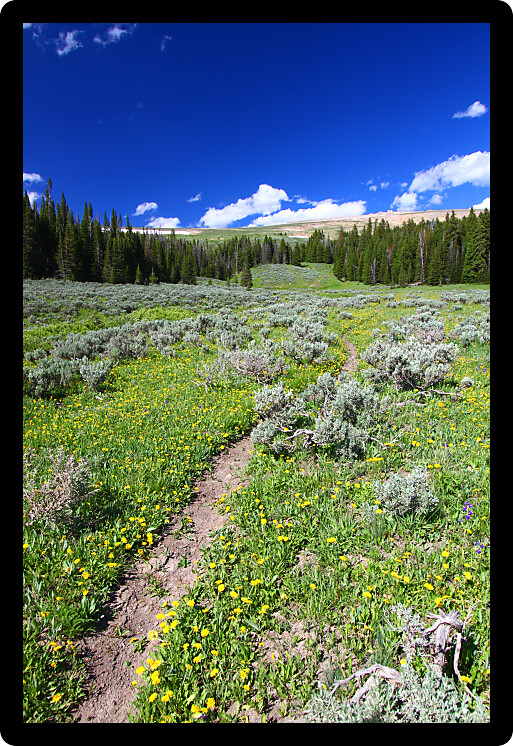 Single track trail through a prairie of the Bighorn National Forest of Wyoming.