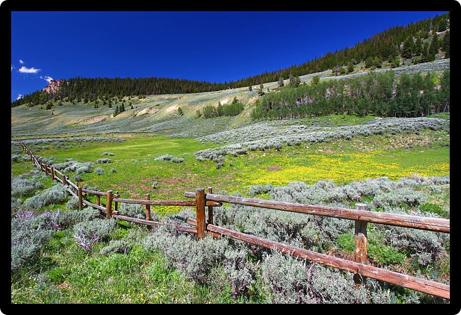 Beautiful wildflowers along a rustic fenceline in the Bighorn National Forest of Wyoming.
