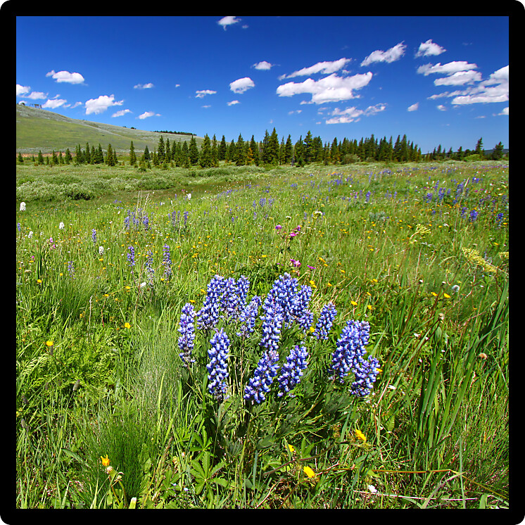 Beautiful wildflowers in a wetland area of the Bighorn National Forest.