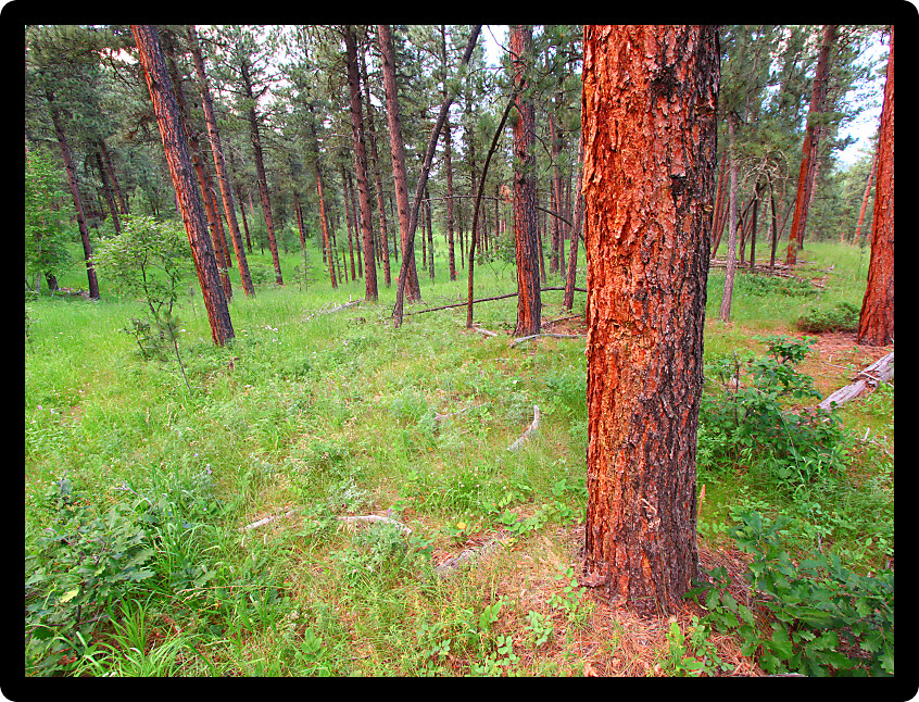 Black Hills National Forest of Wyoming lit by evening sunlight.