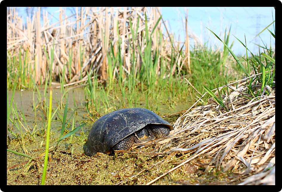 Blandings Turtle (Emydoidea blandingii) basking on vegetation in a marsh of Illinois.