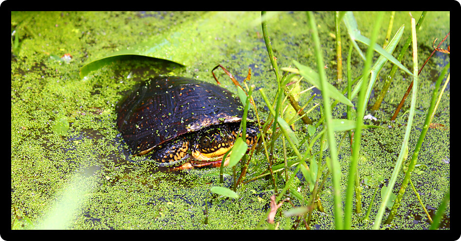Juvenile Blandings Turtle (Emydoidea blandingii) in a marsh of Illinois.