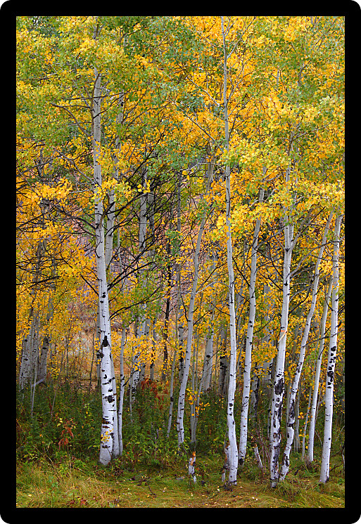 Aspen leaves turn bright yellow in the Cache National Forest of Utah.