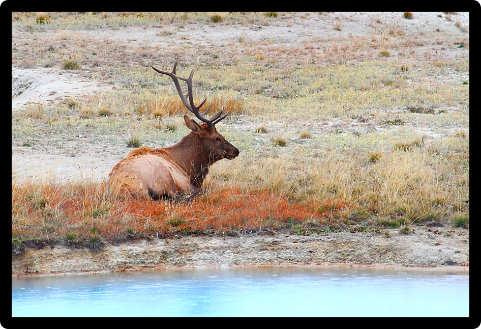 Bull Elk (Cervus canadensis) sits among the steaming thermal activity of West Thumb Geyser Basin in Yellowstone National Park.