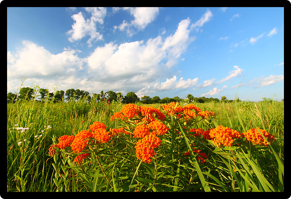 Butterfly Milkweed (Asclepias tuberosa) in a northern Illinois prairie.