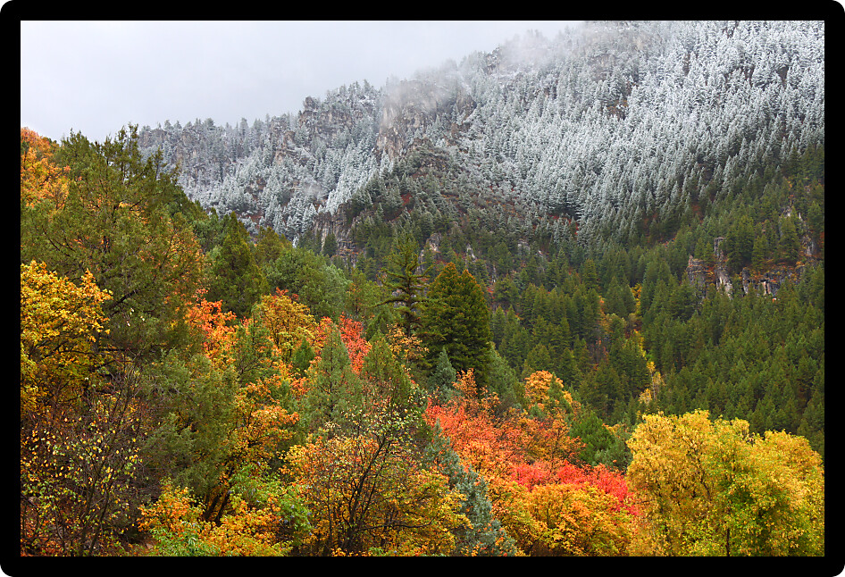 Snowfall blankets colorful autumn scenery at Cache National Forest of Utah.
