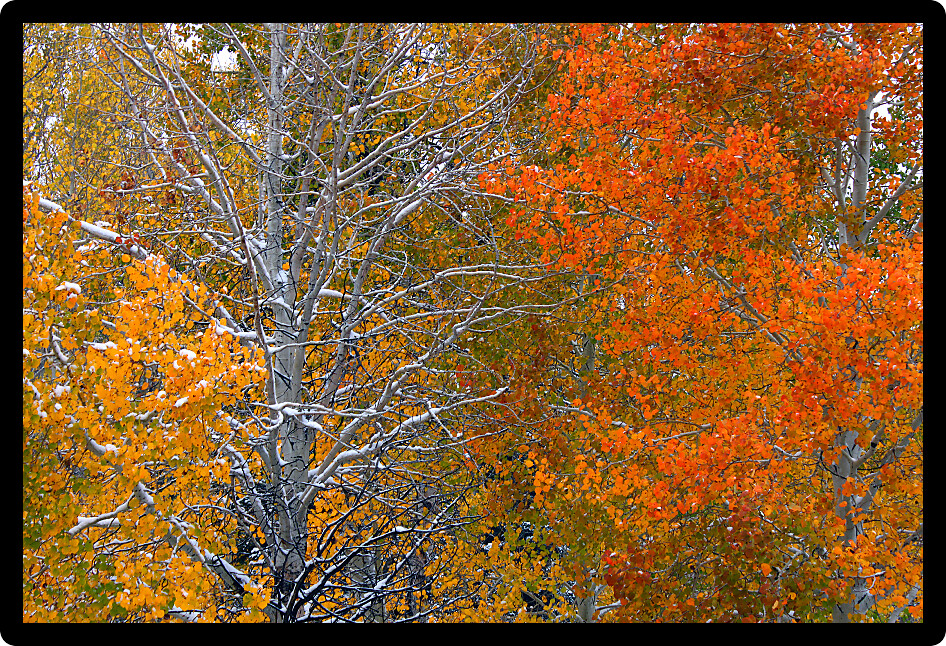 Snowfall blankets colorful autumn scenery at Cache National Forest of Utah.