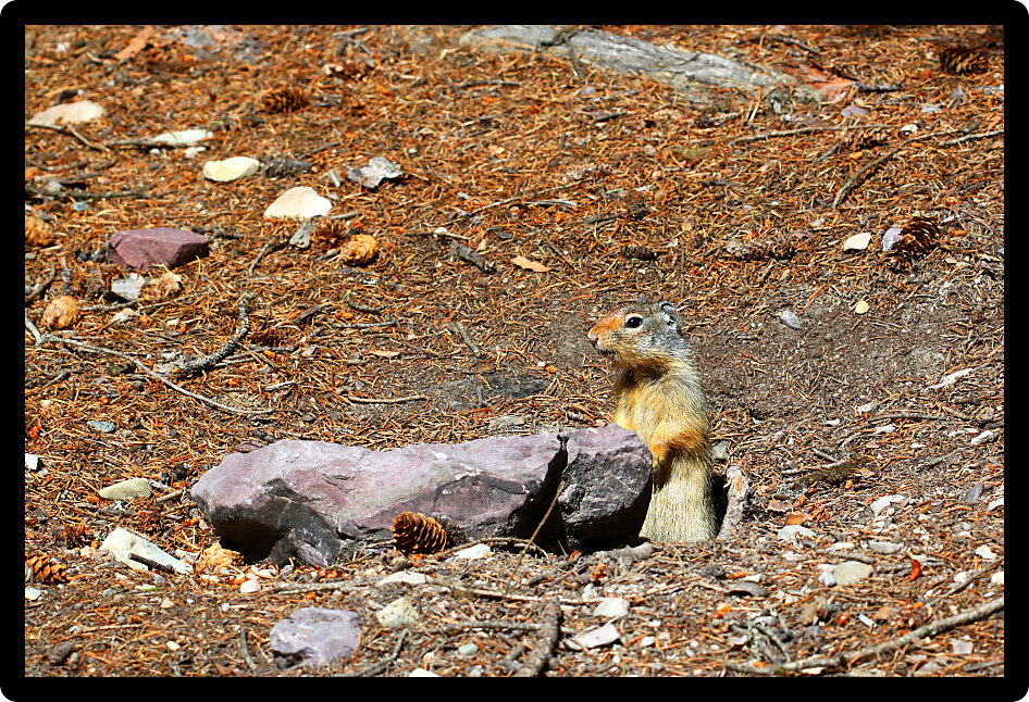 Columbian ground squirrel (Urocitellus columbianus) peaks out of its hole at Glacier National Park.