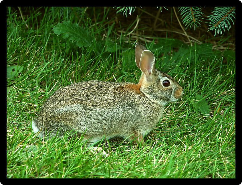 Eastern Cottontail Rabbit (Sylvilagus floridanus) in a grass lawn in Illinois.