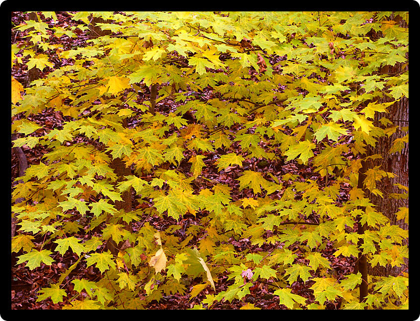 Leaves turn to yellow as fall approaches in northern Illinois.
