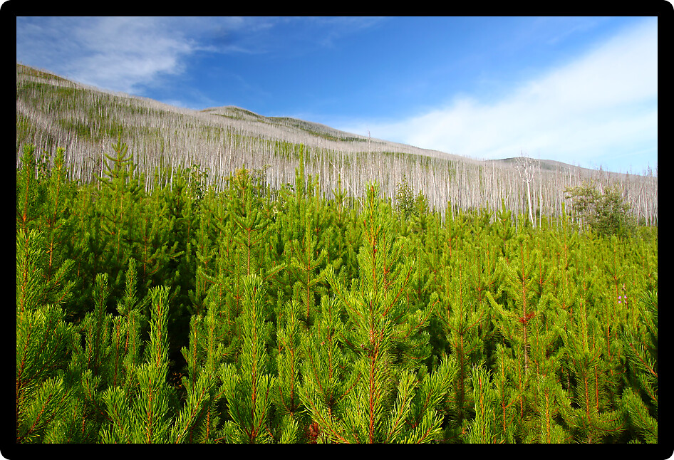 Small pines emerge in the wake of a forest fire in the Flathead National Forest of Montana.