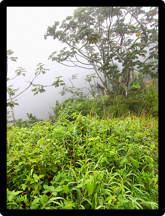 Foggy skies cover a lush mountainside forest of Puerto Rico.