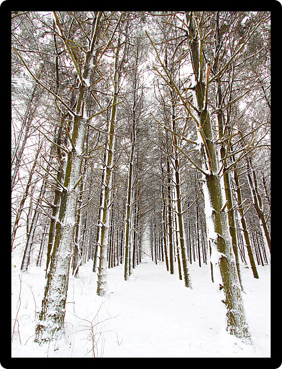 Snow covers a pine forest at Rock Cut State Park of northern Illinois.