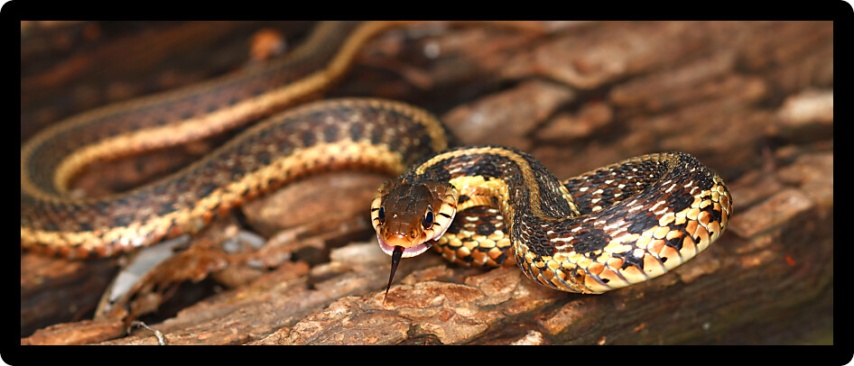Garter Snake (Thamnophis sirtalis) takes a defensive position.