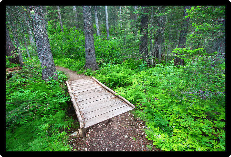 Hiking trail winds through the Two Medicine Area forest of Glacier National Park.