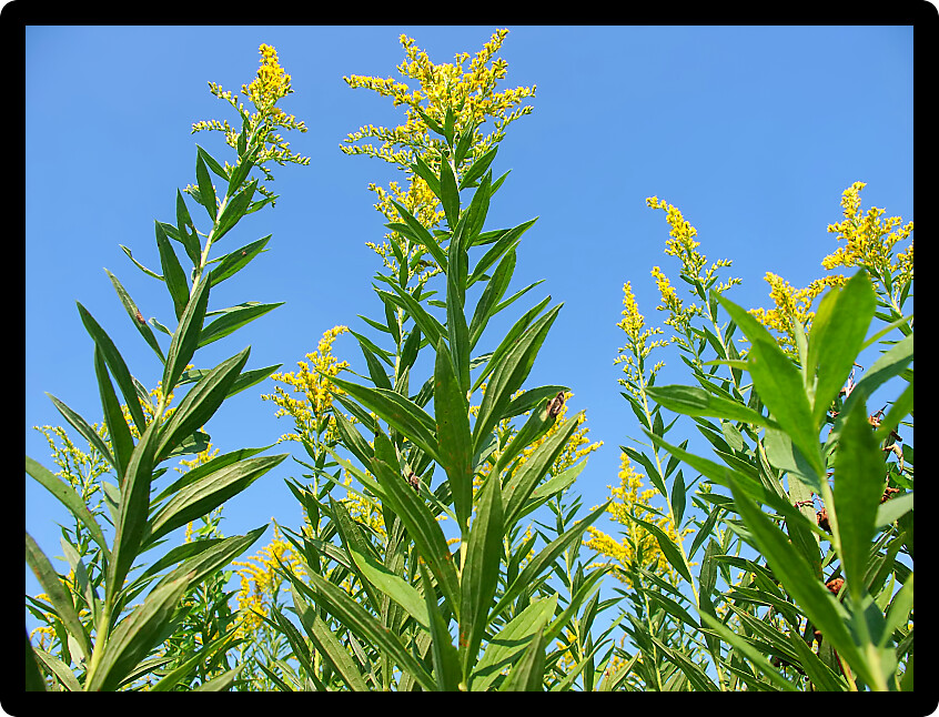 Blooming Goldenrod at Colored Sands Forest Preserve in northern Illinois.