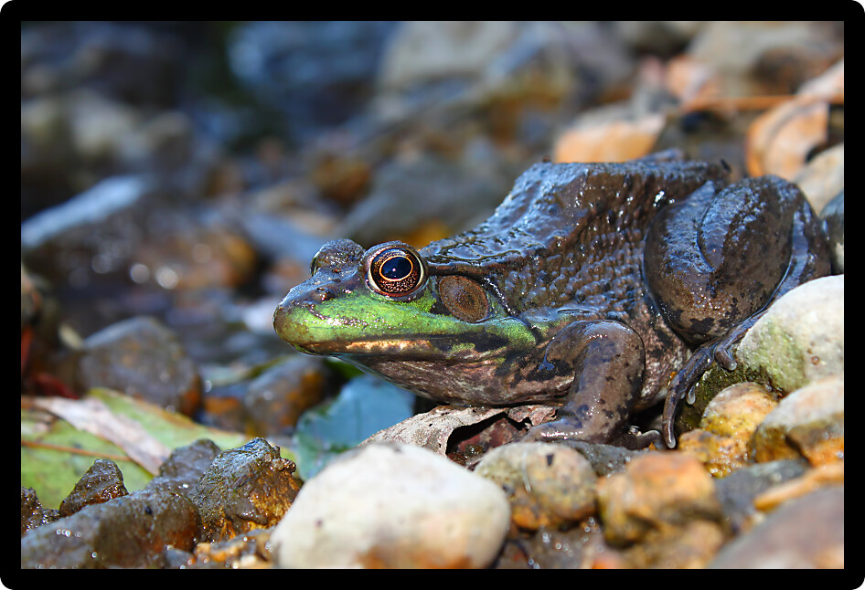 Green Frog (Rana clamitans) sitting at waters edge in Illinois.