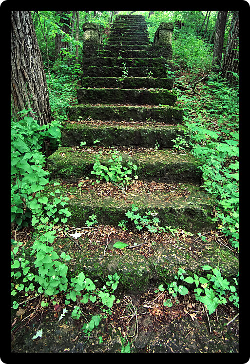 Old mossy stairs lead through a lush forest at Kilbuck Bluffs Forest Preserve in Illinois.