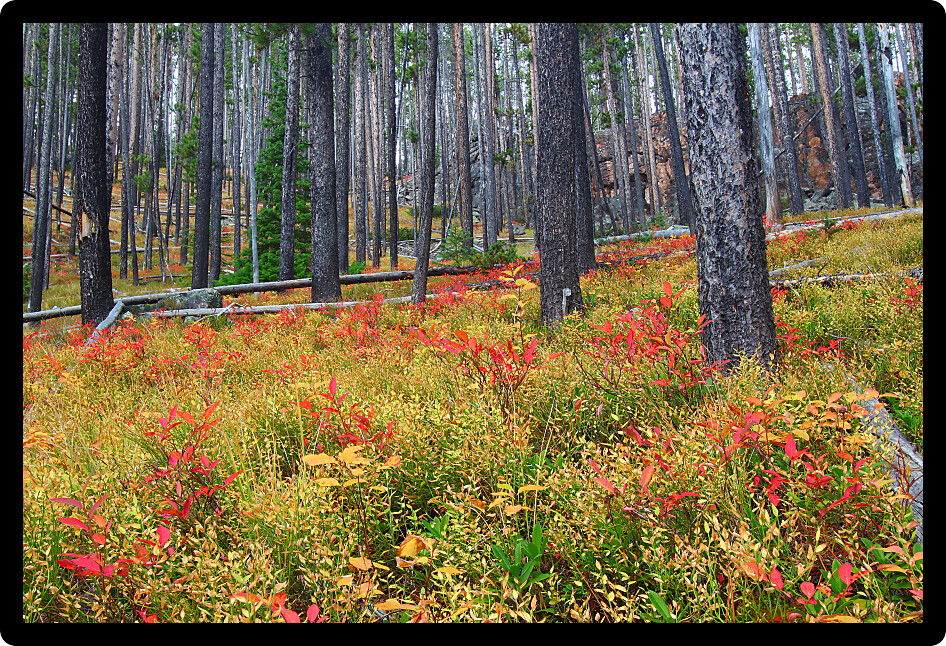 Bright autumn colors in the Lewis and Clark National Forest of central Montana.