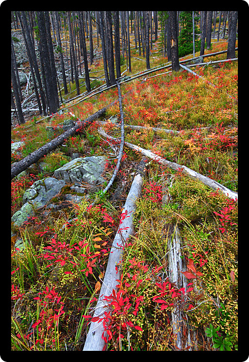 Fall colors in the Lewis and Clark National Forest of central Montana.