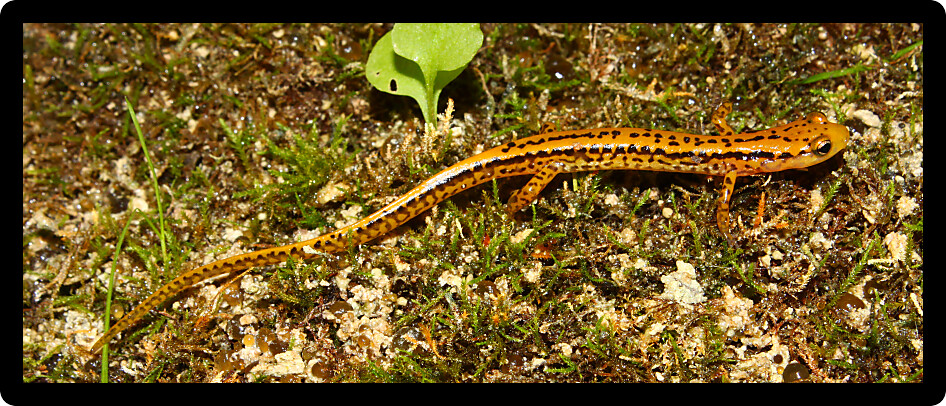 Long-tailed Salamander (Eurycea longicauda) in the southern USA.