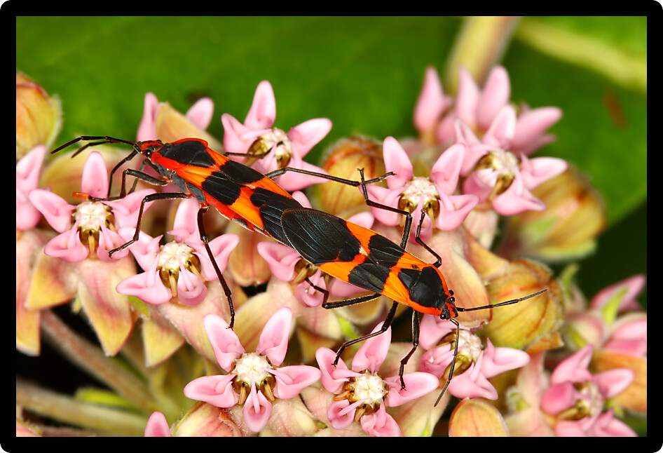 Milkweed bugs (Oncopeltus fasciatus) in a northern Illinois natural area.