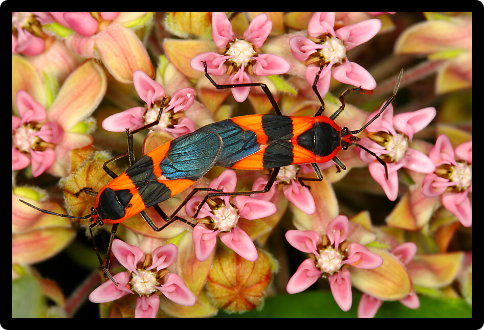 Milkweed bug (Oncopeltus fasciatus) in a northern Illinois natural area.