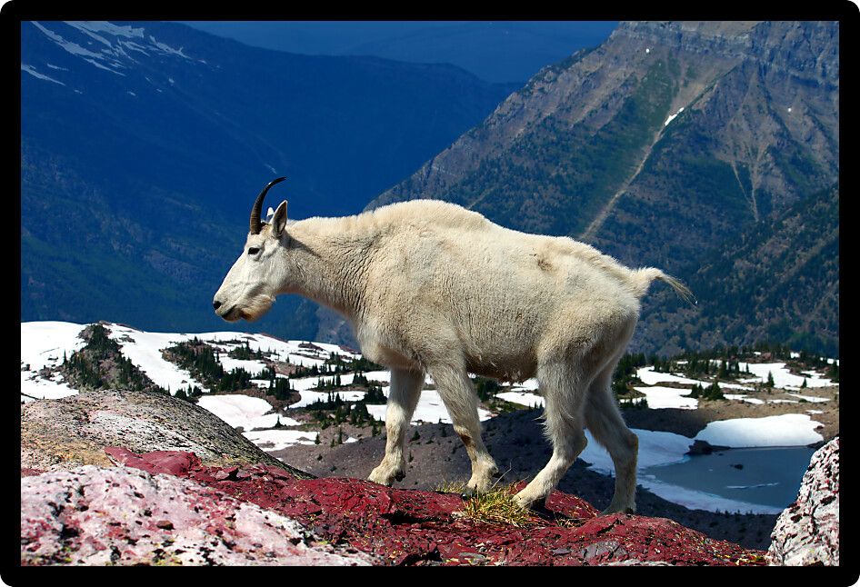 Mountain Goat (Oreamnos americanus) at Sperry Glacier in Glacier National Park Montana.