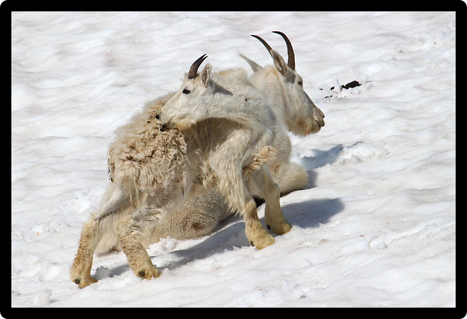 Mountain Goats (Oreamnos americanus) sit on a snow drift in Glacier National Park Montana.