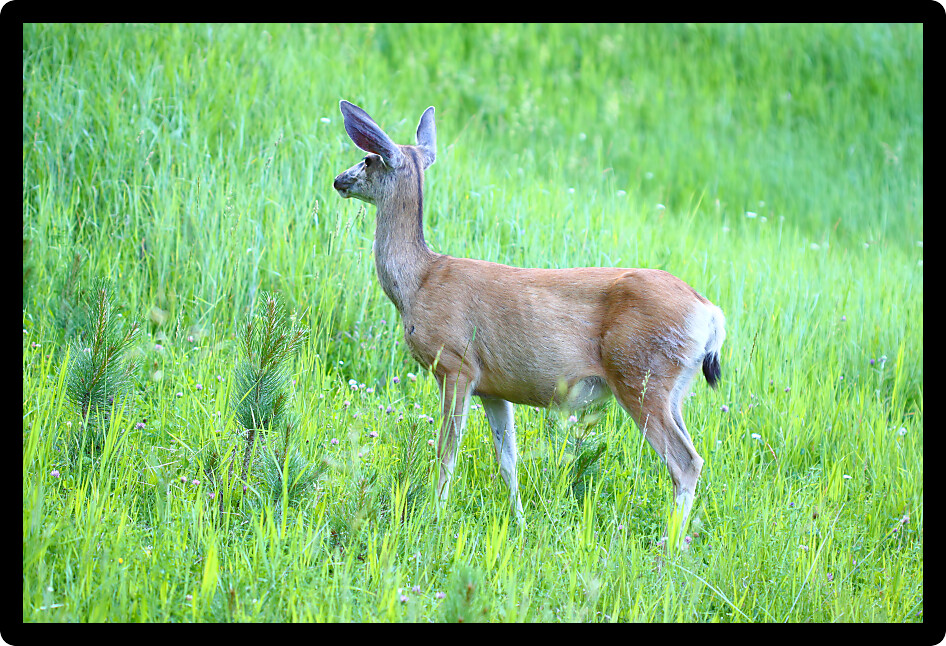 Mule Deer (Odocoileus hemionus) stands in a meadow of Custer State Park in South Dakota.