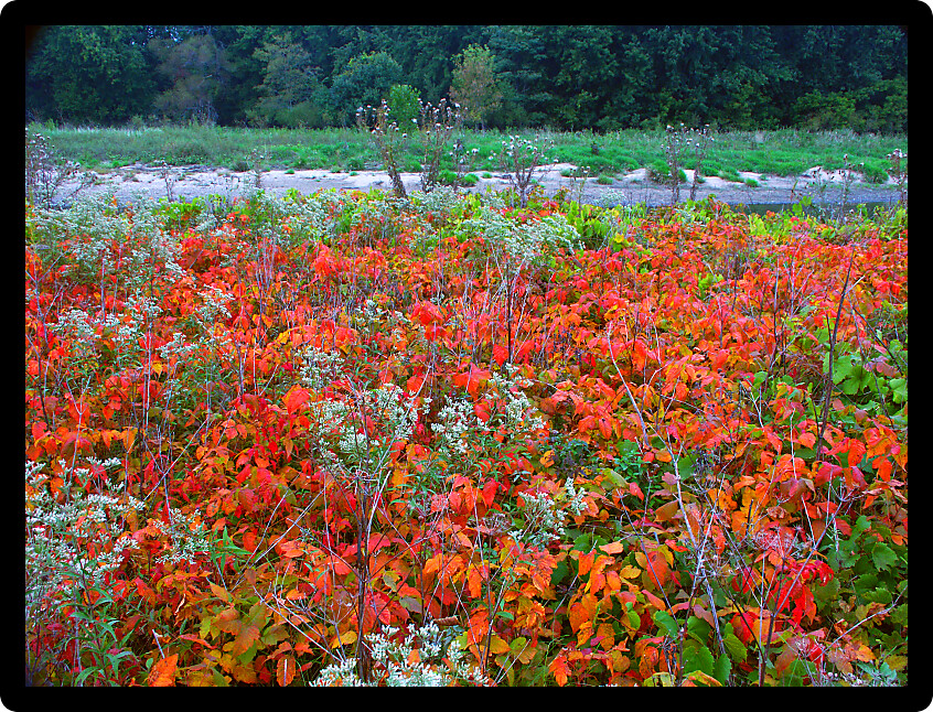 Colorful leaves create a pretty scene in northern Illinois.
