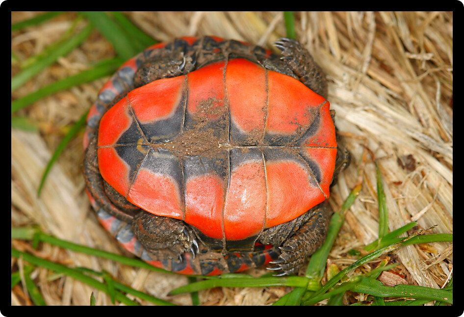 Plastron of a hatchling Painted Turtle (Chrysemys picta) in Illinois.