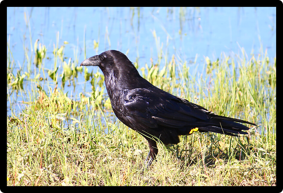 Common Raven (Corvus corax) searches for food in Yellowstone National Park of Wyoming.