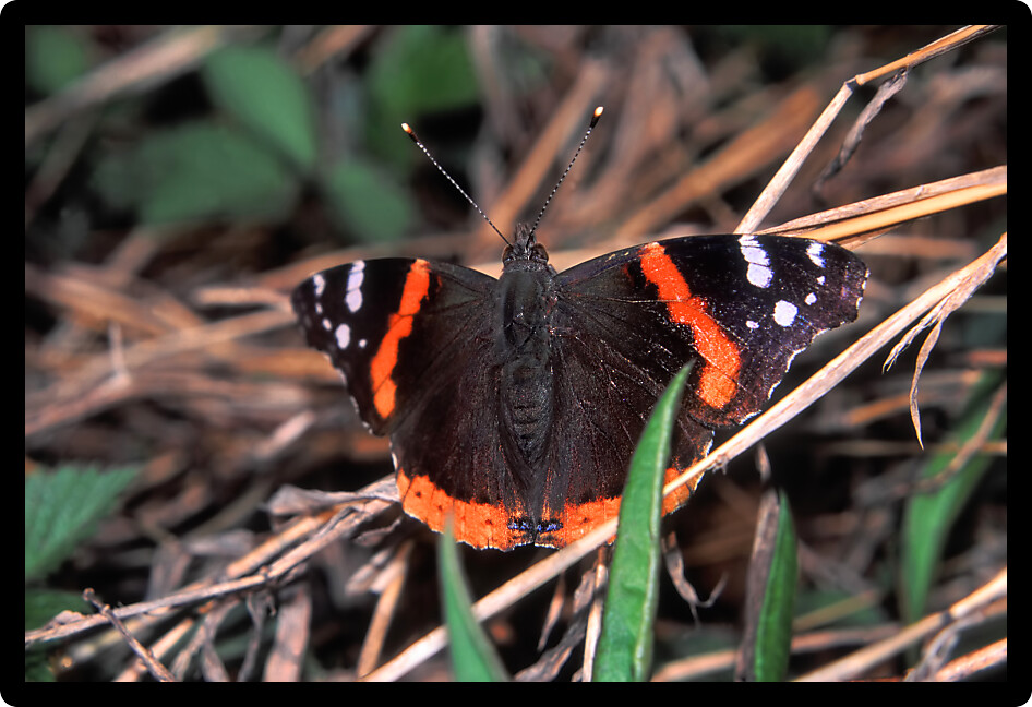 Red Admiral Butterfly (Vanessa atalanta) perched on vegetation in northern Illinois.