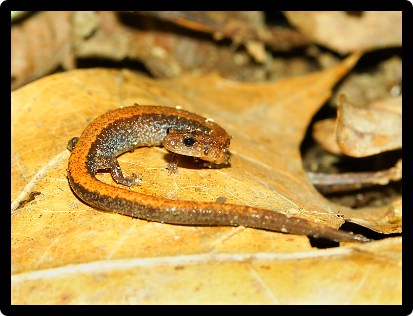 Redback Salamander (Plethodon cinereus) on dried leaves in the United States.