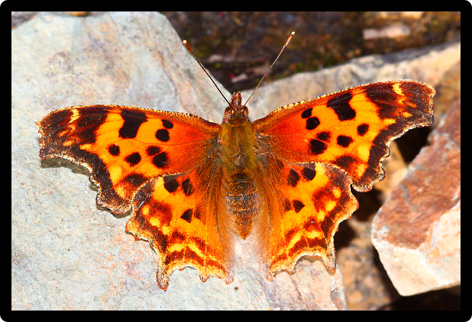 Satyr Comma (Polygonia satyrus) perched on a rock in Glacier National Park USA.