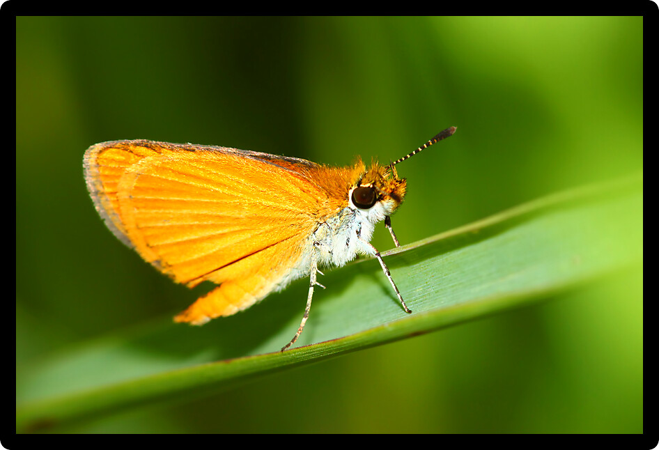 Skipper Butterfly rests on a leaf in United States Prairie.