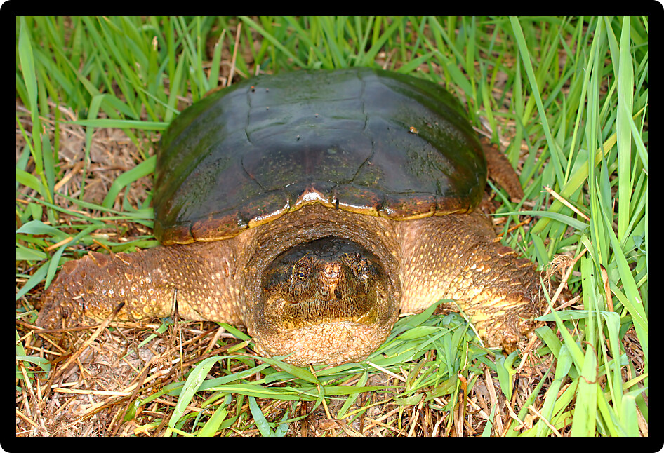 Snapping Turtle (Chelydra serpentina) sits in a wetland of Illinois.