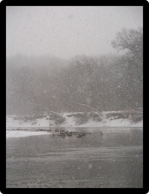 Geese sit along the Kishwaukee River during a winter snowstorm.