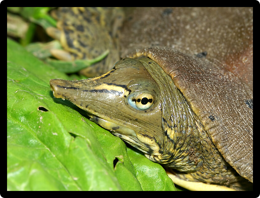 Spiny Softshell Turtle (Apalone spinifera) inhabiting a Illinois natural area.