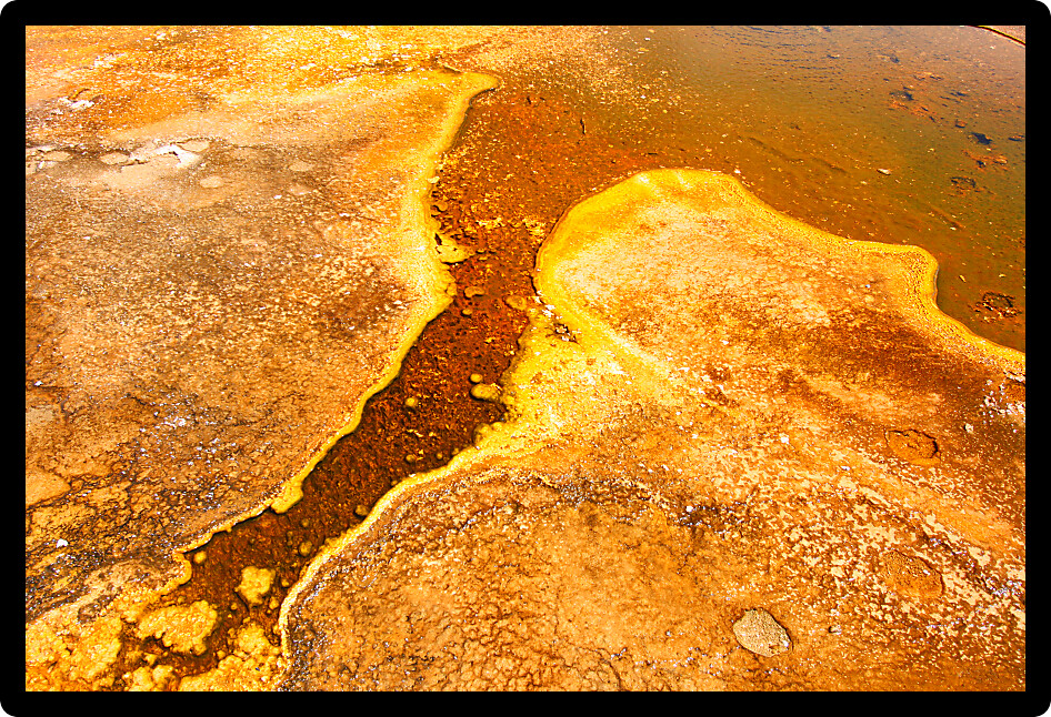 Thermophilic bacteria thrive in the hot springs of the Upper Geyser Basin at Yellowstone National Park.